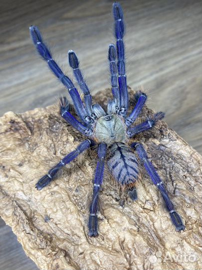 Паук птицеед Голиаф