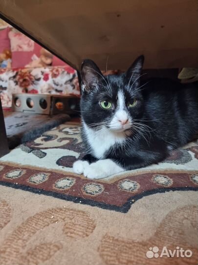 Котик черно белый пингвин