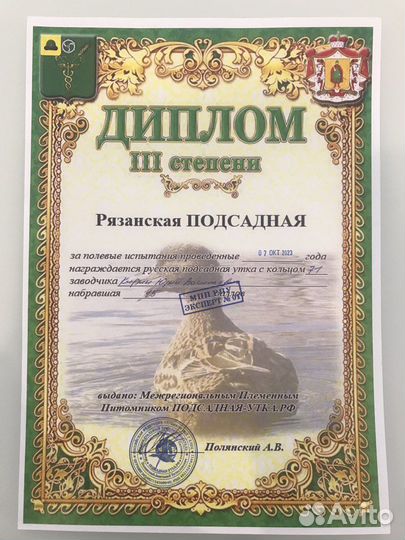 Утки подсадные для охоты