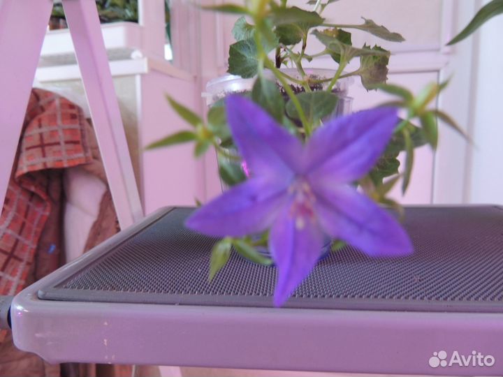 Кампанулы молоденькие