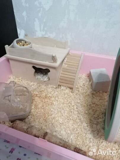 Клетка дюна