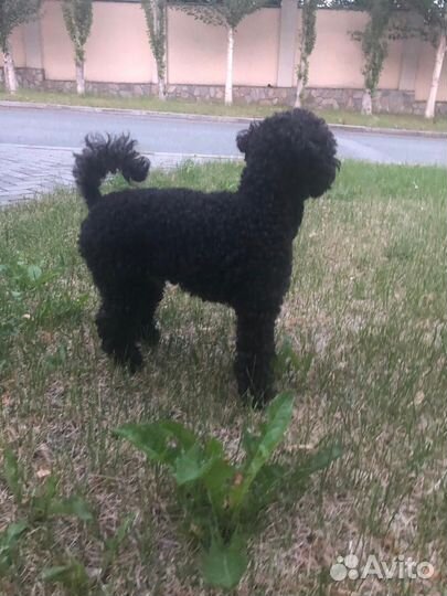 Той-пудель вязка