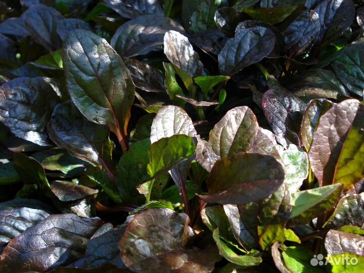 Почвопокровные растения