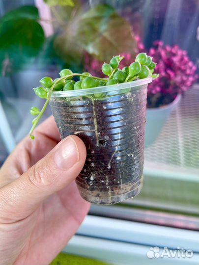 Крестовник роули