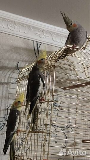 Попугай корелла