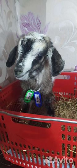 Всегда в продаже Козлята разных пород и возрастов