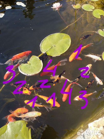 Карп кои для пруда