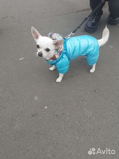 Чихуахуа