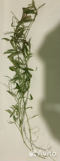 Растения аквариумные