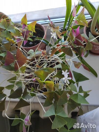 Комнатная лилия и Кислица (оксалис)