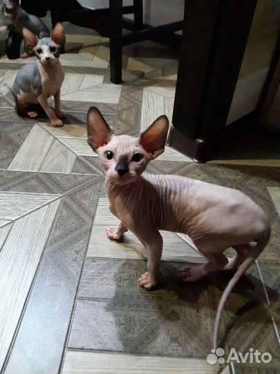 Канадский сфинкс