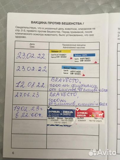 Метис курцхаара