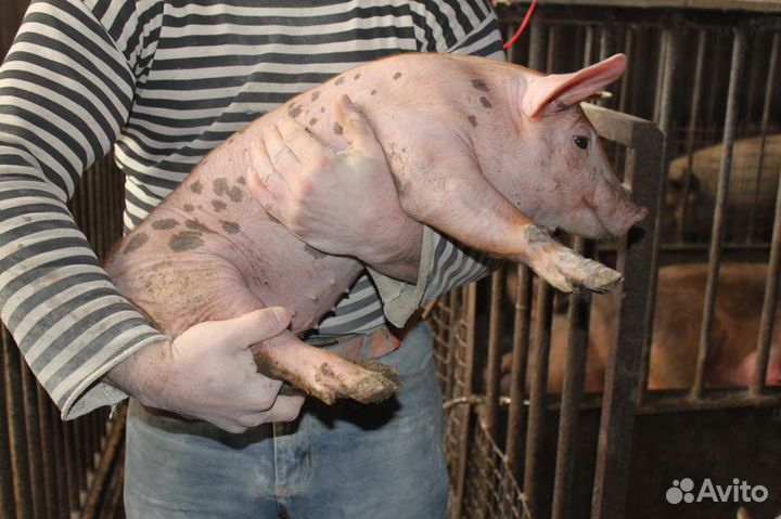 Поросята Дюрок + пьетрен