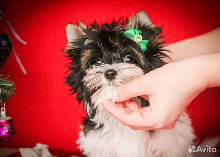 Щенки бивер йорка