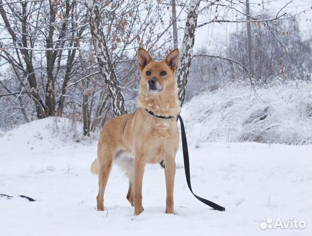 Ручная нежная небольшая собака пропадает в приюте
