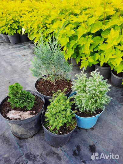 Можжевельники и кипарисовики