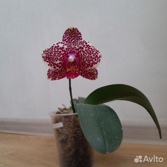 Орхидея фаленопсис