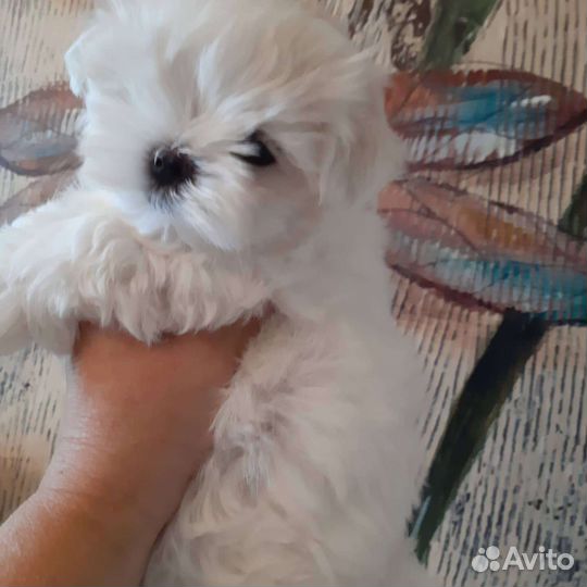 Очровашки Мальтезе. Мальтийская болонка. Щенки