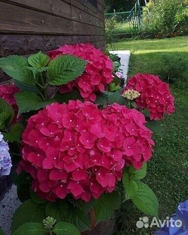 Гортензия Розита. Букет роуз