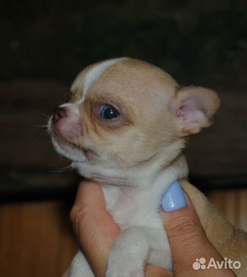 Чихуахуа - мальчик под резерв