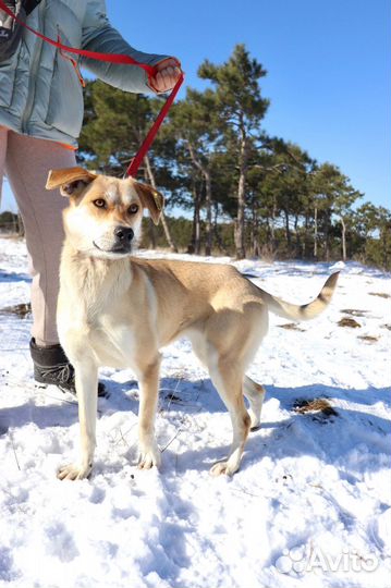 Арти в добрые руки