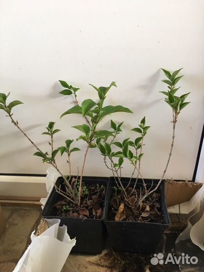 Форзиция декоративный кустарник