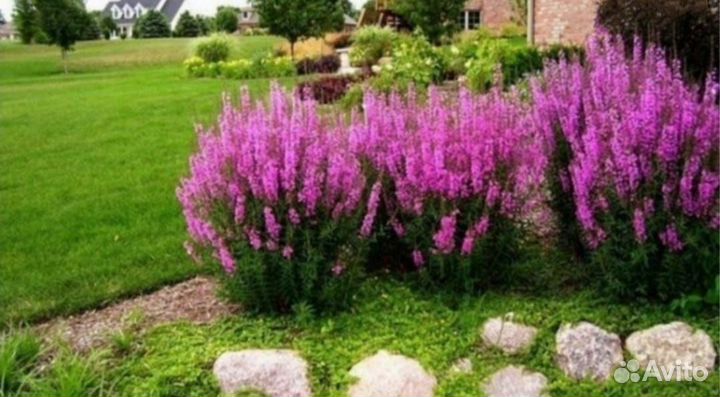 Дербенник Сентябрина-шар Пионы Гортензии