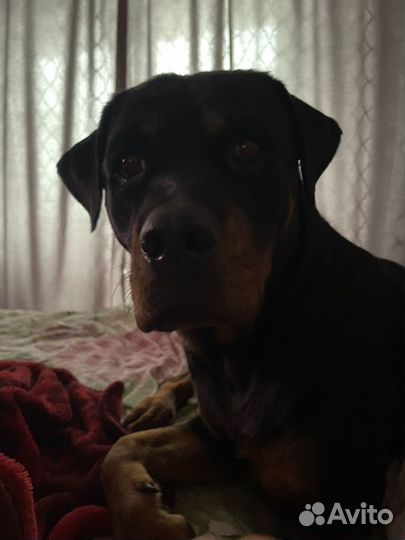 Вязка ротвейлер сучка