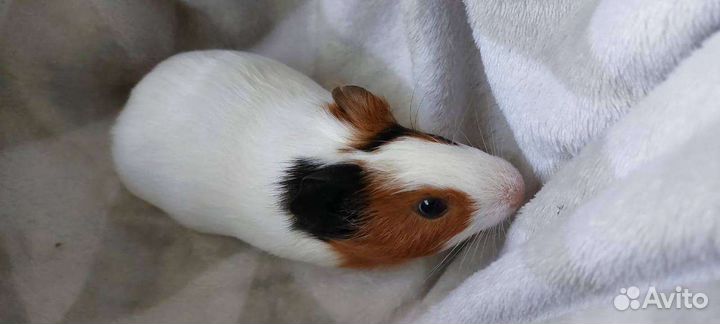 Морская свинка мальчик