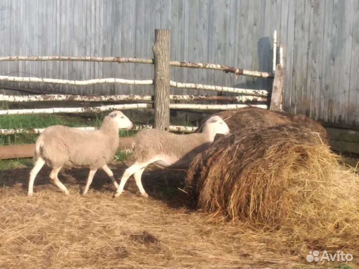 Катумский барашек на племя