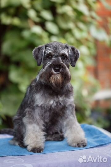 Девчушка цвергшнауцер