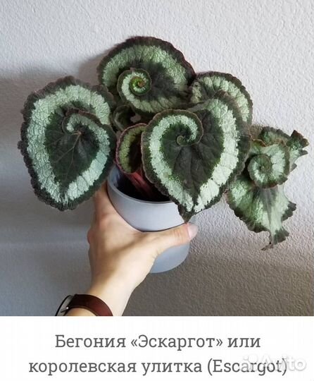 Бегония королевская