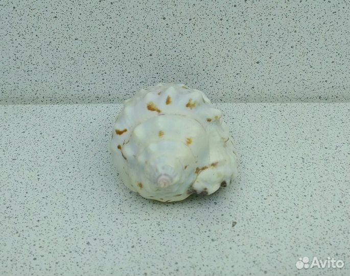 Стромбус Пипус 5,5 морская ракушка раковина