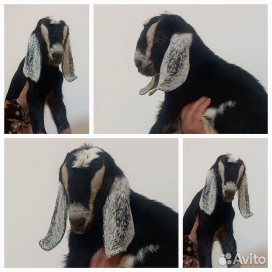 Нубийские козлики