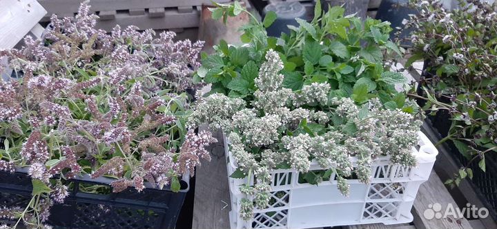 Мелисса, мята