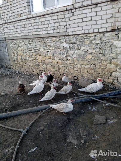 Инда утки