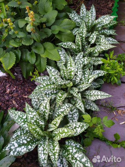 Медуница сахарная леопардовая