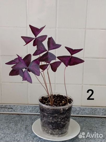 Оксалис (кислица)