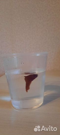 Рыбка петушок