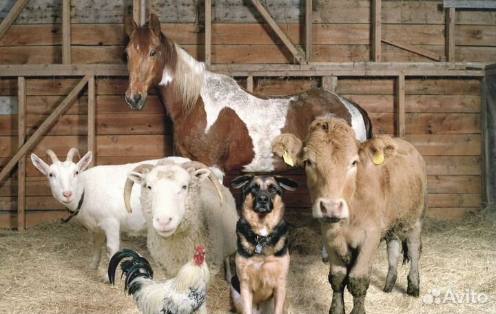 Продукты на корм животным