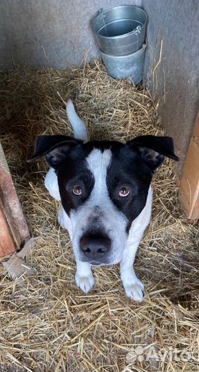 Умут ищет дом