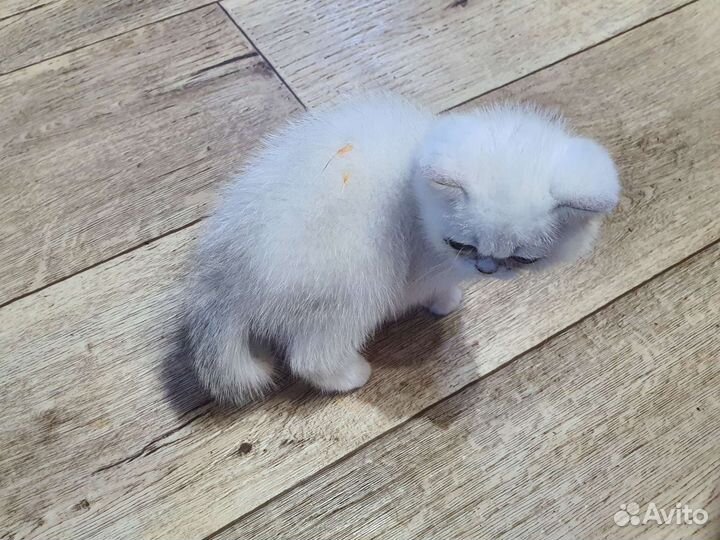 Британский малыш