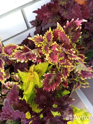 Комнатные растения купить в Воронеже | Товары для дома и дачи | Авито