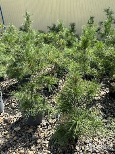 Саженцы сибирского кедра