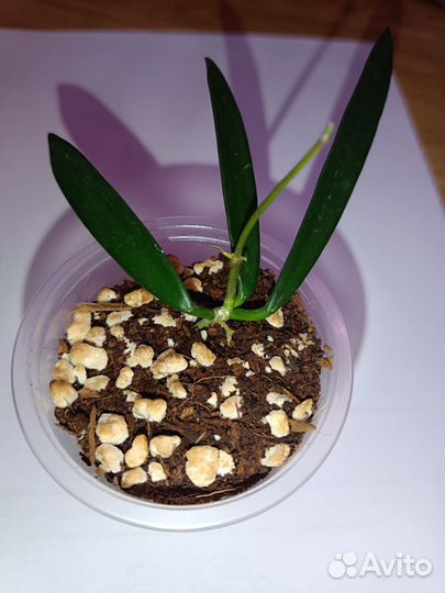 Хойи сортовые. Обновлено 29.09