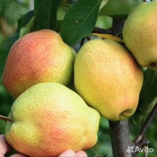 Саженцы груши Киргизская Зимняя