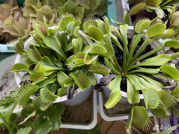 Растение-хищник Венерина мухоловка