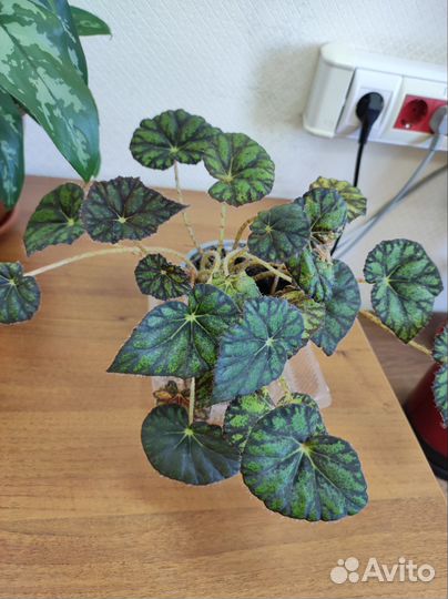 Бегония тигровая