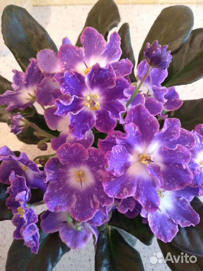 Укоренённые черенки сортовых фиалок