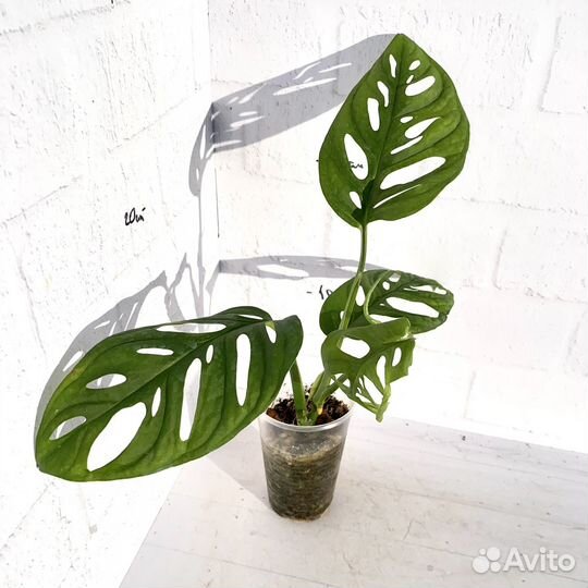 Монстера манки маск